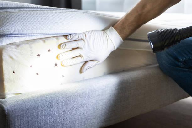 Best Ant Control Services  in Elgin, OK