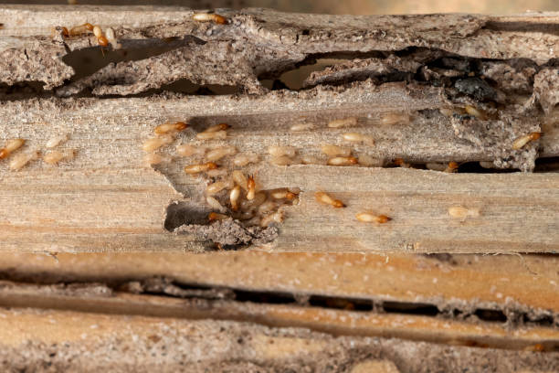 Best Residential Pest Control  in Elgin, OK