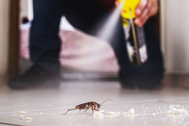 Best Wasp Removal Services  in Elgin, OK